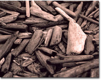 wood1996 Rosane Zenha
